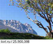 Пейзаж с фисташковым деревом на фоне гор. Крым. Алупка (2008 год). Стоковое фото, фотограф Анатолий Заводсков / Фотобанк Лори
