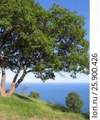 Пейзаж с фисташковым деревом на фоне моря. Крым. Алупка (2008 год). Стоковое фото, фотограф Анатолий Заводсков / Фотобанк Лори