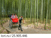 Two young geisha women being pulled through a bamboo forest by ricksha, Kyoto, Kansai Region, Japan. Редакционное фото, агентство BE&W Photo / Фотобанк Лори