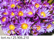 Flowers sold to be used as offerings in front of the Temple of the Tooth Relic in Kandy, Sri Lanka. Стоковое фото, агентство BE&W Photo / Фотобанк Лори