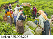 A Tamil woman from Sri Lanka breaks tea leaves on tea plantation with the traditional tea plucking method at haputale, Sri Lanka. Редакционное фото, агентство BE&W Photo / Фотобанк Лори