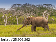 Asian or Asiatic elephant (Elephas maximus) in a swamp of Yala national park, Sri Lanka. Стоковое фото, агентство BE&W Photo / Фотобанк Лори