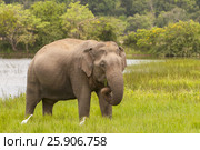 Asian or Asiatic elephant (Elephas maximus) Yala National Park, Sri Lanka. Стоковое фото, агентство BE&W Photo / Фотобанк Лори