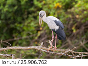 Asian Openbill (anastomus oscitans), Yala National Park, Sri Lanka, Asia. Стоковое фото, агентство BE&W Photo / Фотобанк Лори