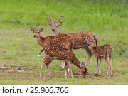 The chital or cheetal (Axis axis), also known as spotted deer or axis deer, Yala National park, Sri Lanka. Стоковое фото, агентство BE&W Photo / Фотобанк Лори