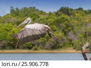 Spot-billed pelican or grey pelican (Pelecanus philippensis), Yala national patk, Sri Lanka. Стоковое фото, агентство BE&W Photo / Фотобанк Лори