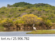 Spot-billed pelican or grey pelican (Pelecanus philippensis), Yala national patk, Sri Lanka. Стоковое фото, агентство BE&W Photo / Фотобанк Лори