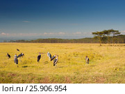 Marabou Storks (Leptoptilos crumeniferus), Lake Nakuru, Kenya. Стоковое фото, агентство BE&W Photo / Фотобанк Лори