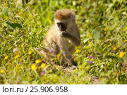 Black-faced vervet or green monkey (Cercopithecus aethiops) Lake Nakuru National Park, Kenya. Стоковое фото, агентство BE&W Photo / Фотобанк Лори
