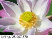 Nelumbo nucifera, also known as Indian lotus, sacred lotus, bean of India, or simply lotus, Asia. Стоковое фото, агентство BE&W Photo / Фотобанк Лори