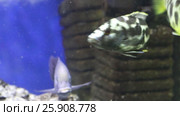 Tropical fishes feed in transparent water of aquarium. Стоковое видео, видеограф Светлана Додух / Фотобанк Лори