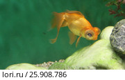 Orange aquarium fish telescope eats feed among stones underwater. Стоковое видео, видеограф Светлана Додух / Фотобанк Лори