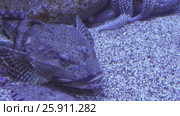 Tentacled flathead in saltwater aquarium stock footage video. Стоковое видео, видеограф Юлия Машкова / Фотобанк Лори