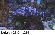 Queensland groper in saltwater aquarium stock footage video. Стоковое видео, видеограф Юлия Машкова / Фотобанк Лори