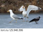 Хохотунья. Yellow-legged Gull (Larus cachinnans). The species of bird is identificated rough. Стоковое фото, фотограф Василий Вишневский / Фотобанк Лори
