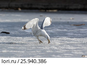 Хохотунья. Yellow-legged Gull (Larus cachinnans). The species of bird is identificated rough. Стоковое фото, фотограф Василий Вишневский / Фотобанк Лори