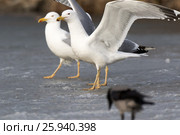 Хохотунья. Yellow-legged Gull (Larus cachinnans). The species of bird is identificated rough. Стоковое фото, фотограф Василий Вишневский / Фотобанк Лори
