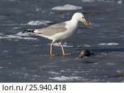 Хохотунья. Yellow-legged Gull (Larus cachinnans). The species of bird is identificated rough. Стоковое фото, фотограф Василий Вишневский / Фотобанк Лори