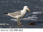 Хохотунья. Yellow-legged Gull (Larus cachinnans). The species of bird is identificated rough. Стоковое фото, фотограф Василий Вишневский / Фотобанк Лори