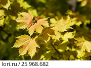 Клен ложноплатановый, Ницетти. Young yellow foliage of decorative maple tree in spring. The leaves are at first light carmine-red, later dark purple, with yellow and green spots. Стоковое фото, фотограф Леонид Якутин / Фотобанк Лори