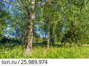 Березка в лесу. Стоковое фото, фотограф Megapixx / Фотобанк Лори