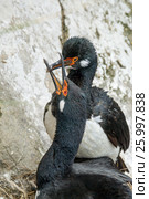Rock Shag in Falkland Islands. Стоковое фото, фотограф Vladimir / Фотобанк Лори