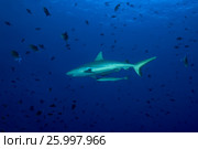 Grey reef shark (Carcharhinus amblyrhynchos) school of fish red-toothed triggerfish (Odonus niger) in blue water, Indian Ocean, Maldive. Стоковое фото, фотограф Некрасов Андрей / Фотобанк Лори