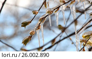 Weather anomalies, frosts. Весенние заморозки, погодные  аномалии. Лёд  на дереве в весеннем лесу. Стоковое видео, видеограф Светлана Промысловская / Фотобанк Лори