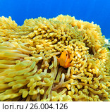 Small fish in an ocean. Стоковое фото, фотограф М / Фотобанк Лори