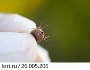 Dangerous insect mite pressurized blood in the hands of the doctor. Стоковое фото, фотограф Бачкова Наталья / Фотобанк Лори