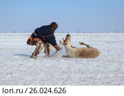 Ненцы загоняют северных оленей, и заарканят для упряжки саней, мужчина поймал оленя за рога (2017 год). Стоковое фото, фотограф Evgenii Mitroshin / Фотобанк Лори