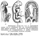 Жаберные щели у зародышей ската и человека. Стоковая иллюстрация, иллюстратор Макаров Алексей / Фотобанк Лори