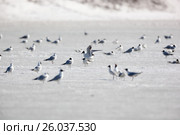 Чайка озерная. Black-headed (Larus ridibundus). Стоковое фото, фотограф Василий Вишневский / Фотобанк Лори