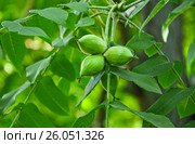 Орех маньчжурский, или Орех думбейский (Juglans mandshurica) Стоковое фото, фотограф Алёшина Оксана / Фотобанк Лори