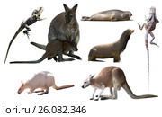 australian animals isolated. Стоковое фото, фотограф Яков Филимонов / Фотобанк Лори