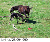 The birth of a stallion in a horse in a natural habitat. Стоковое фото, фотограф Evgenii Mitroshin / Фотобанк Лори