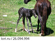 The birth of a stallion in a horse in a natural habitat. Стоковое фото, фотограф Evgenii Mitroshin / Фотобанк Лори