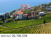 Пейзажи Крыма. Виноградники в Алуште. Район Профессорский уголок (2015 год). Стоковое фото, фотограф ирина реброва / Фотобанк Лори