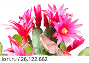 Цветущий Декабрист (Schlumbergera) на белом фоне. Стоковое фото, фотограф E. O. / Фотобанк Лори