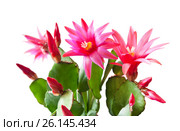 Розовые цветы Декабриста (Schlumbergera), изолировано на белом фоне. Стоковое фото, фотограф E. O. / Фотобанк Лори