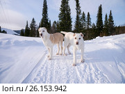 Щенки САО (4 мес.) стоят на фоне леса. Стоковое фото, фотограф Светлана Попова / Фотобанк Лори