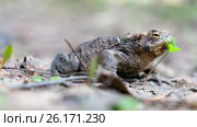 Серая жаба / Bufo bufo or European toad walking in spring forest. Стоковое видео, видеограф Сергей Пристяжнюк (Serg Zastavkin) / Фотобанк Лори