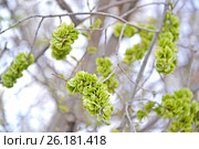 Незрелые плоды вяза приземистого (Ulmus pumila L.) Стоковое фото, фотограф Ирина Борсученко / Фотобанк Лори