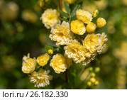Керия (керрия) японская. Стоковое фото, фотограф Галина Савина / Фотобанк Лори