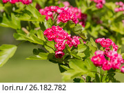 Цветущий боярышник обыкновенный (колючий), (лат. Crataegus laevigata Paul's Scarlet) Стоковое фото, фотограф Марина Володько / Фотобанк Лори