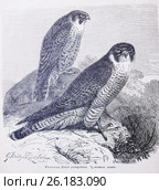 Сапсанъ (Falco peregrinus) -  рисунок из книги А. Брэма "Жизнь животных" 1896 г. Стоковая иллюстрация, иллюстратор Вера Смолянинова / Фотобанк Лори