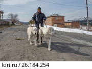 Мужчина ведёт собак на поводке по улице. Стоковое фото, фотограф Светлана Попова / Фотобанк Лори