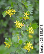 Ветка цветущей смородины золотистой (Ribes aureum Pursh.) Стоковое фото, фотограф Ирина Борсученко / Фотобанк Лори