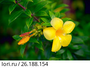 Yellow flower. Стоковое фото, фотограф Татьяна Карасева / Фотобанк Лори