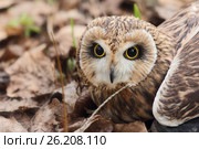 Болотная сова. (Asio flammeus). Стоковое фото, фотограф Роман Рожков / Фотобанк Лори
